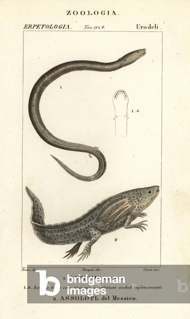 Two-toed amphiuma, Amphiuma means, Anfiuma means 1, and critically endangered axolotl or Mexican walking fish, Ambystoma mexicanum, Assolotl del Messico 2