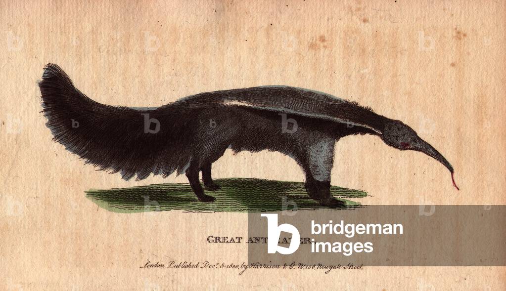 Tamanor or antill (Myrmecophaga tridactyla), a South American mammal that feeds mainly on ants and termites, searching colonies with its long worm-shaped tongue and bringing it back to its palace covered by insects engulfed by its viscous saliva. It is also said that its flesh is consumable and not bad. Lithographie in The Naturalist Pocket Magazine or Cabinet complete des Curiosites et Beautes de la Nature, published between 1798 and 1802, by Harrison, London, England.