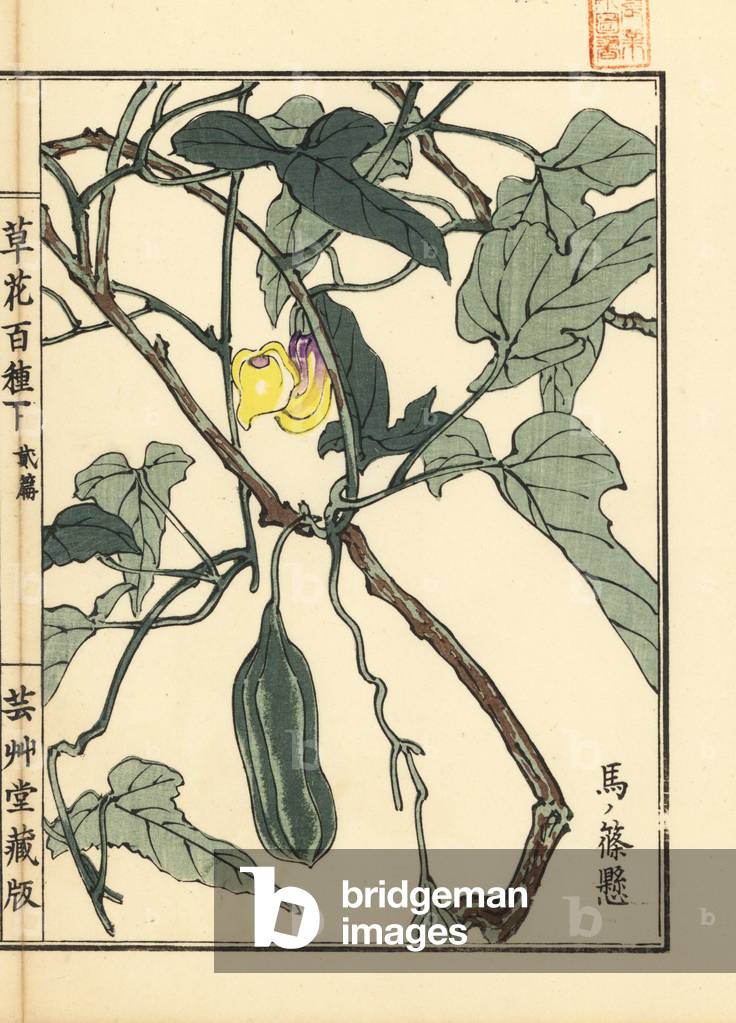 Handcoloured print by Kono Bairei for 'One Hundred Varieties of Flowers', Tokyo, Yamada, 1901