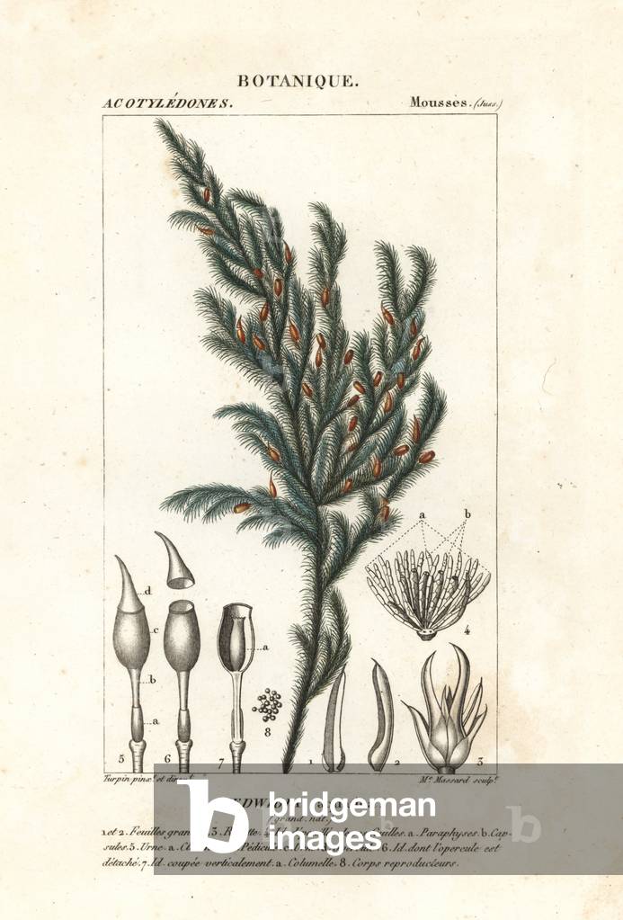 Hedwigia aquatica moss