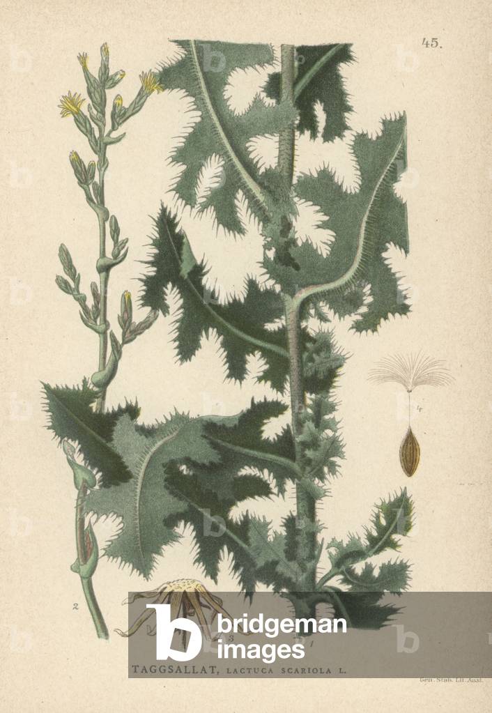 Prickly lettuce, Lactuca scariola