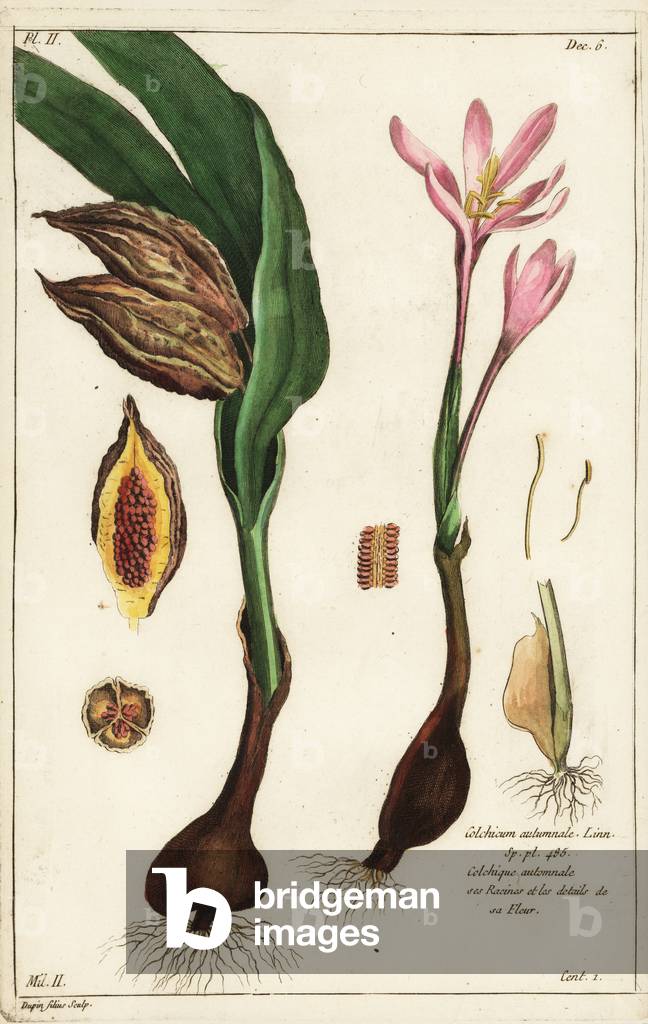 Autumn crocus, meadow saffron or naked ladies, Colchicum autumnale, Linn