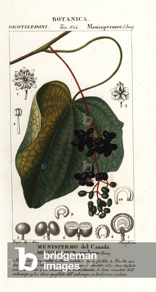 Canadian moonseed, Menispermum canadense
