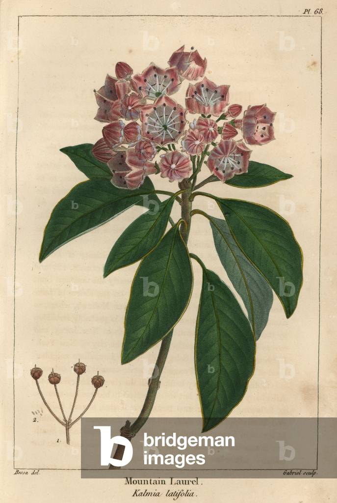 Mountain laurel tree, Kalmia latifolia