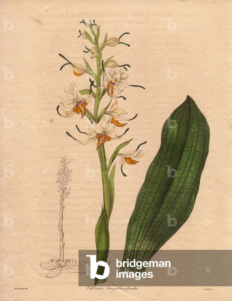 Orchid variete (Chloraea or Gavilea longibracteata), flowers with long bractee and white and yellow color. Illustration by Priscilla Bury, in The Botanist, series by Benjamin Maund in five volumes, published between 1836 and 1842. This work is renowned for its finely detailed engravings.