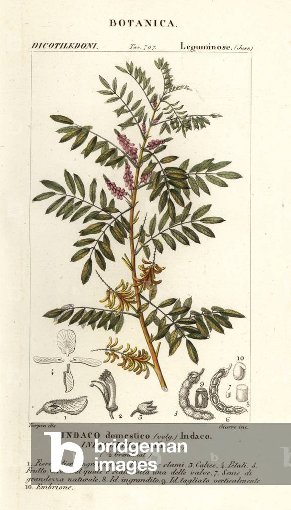 Guatemalan indigo, Indigofera suffruticosa