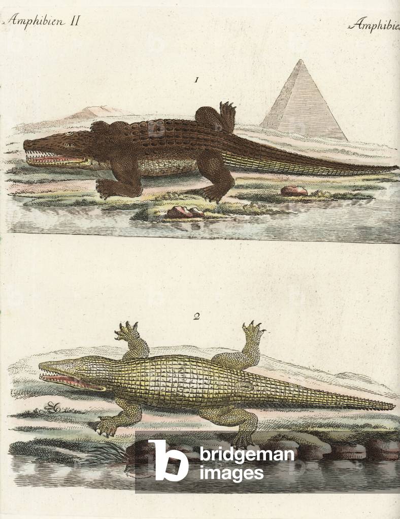 Nile crocodile, Crocodylus niloticus, male 1 and female 2, in front of an Egyptian pyramid. Handcoloured copperplate engraving from Friedrich Johann Bertuch's “” Bilderbuch fur Kinder”” (Picture Book for Children), Weimar, 1792.