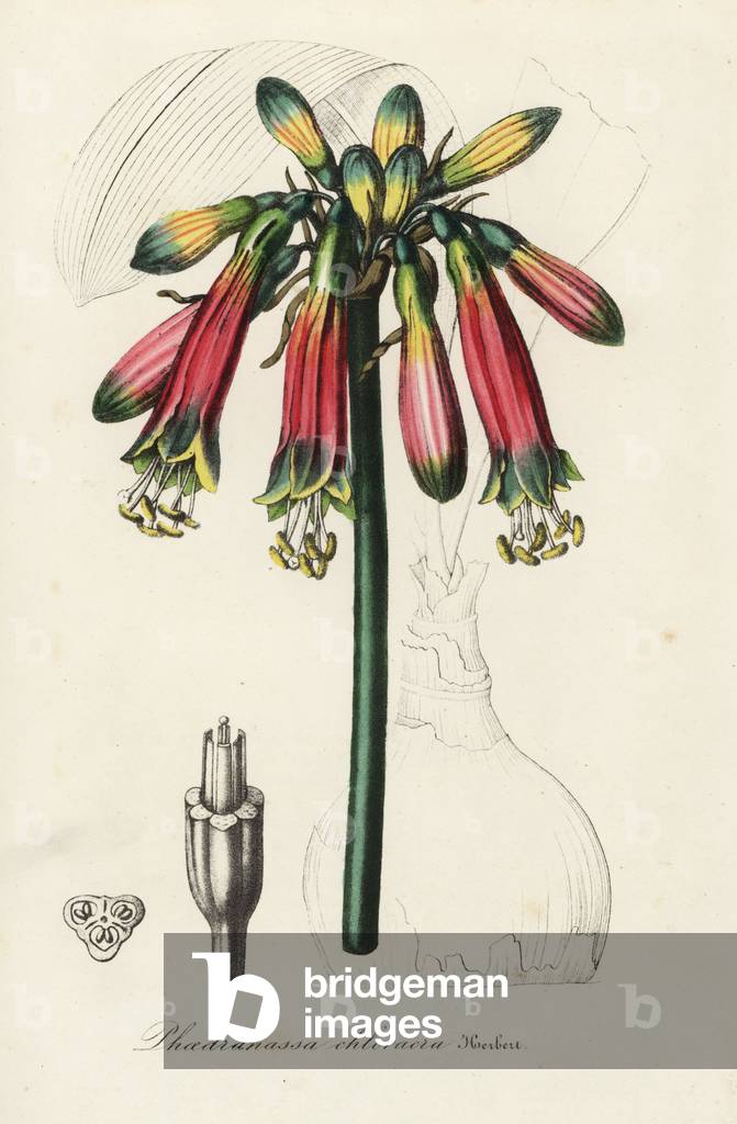 Phaedranassa dubia (Phaedranassa chloracra). Handcoloured lithograph from Louis van Houtte and Charles Lemaire's Flowers of the Gardens and Hothouses of Europe, Flore des Serres et des Jardins de l'Europe, Ghent, Belgium, 1845.