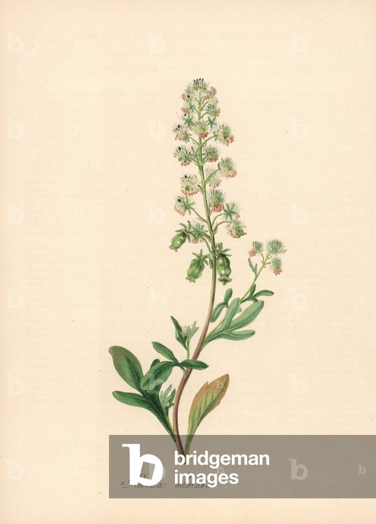 Reseda fragrant - Garden cute, Reseda odorata. Handcoloured zincograph by C. Chabot drawn by Miss M. A. Burnett from her “” Plantae Utiliores: or Illustrations of Useful Plants,”” Whittaker, London, 1842. Miss Burnett drew the botanical illustrations, but the text was chiefly by her late brother, British botanist Gilbert Thomas Burnett (1800-1835).