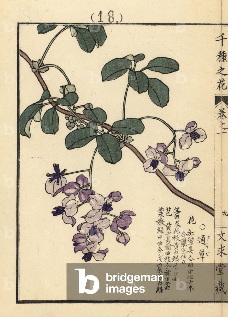 Akebi or chocolate vine, Akebia quinata. Handcoloured woodblock print by Kono Bairei from Senshu no Hana (One Thousand Varieties of Flowers), Bunkyudo, Kyoto, 1900.