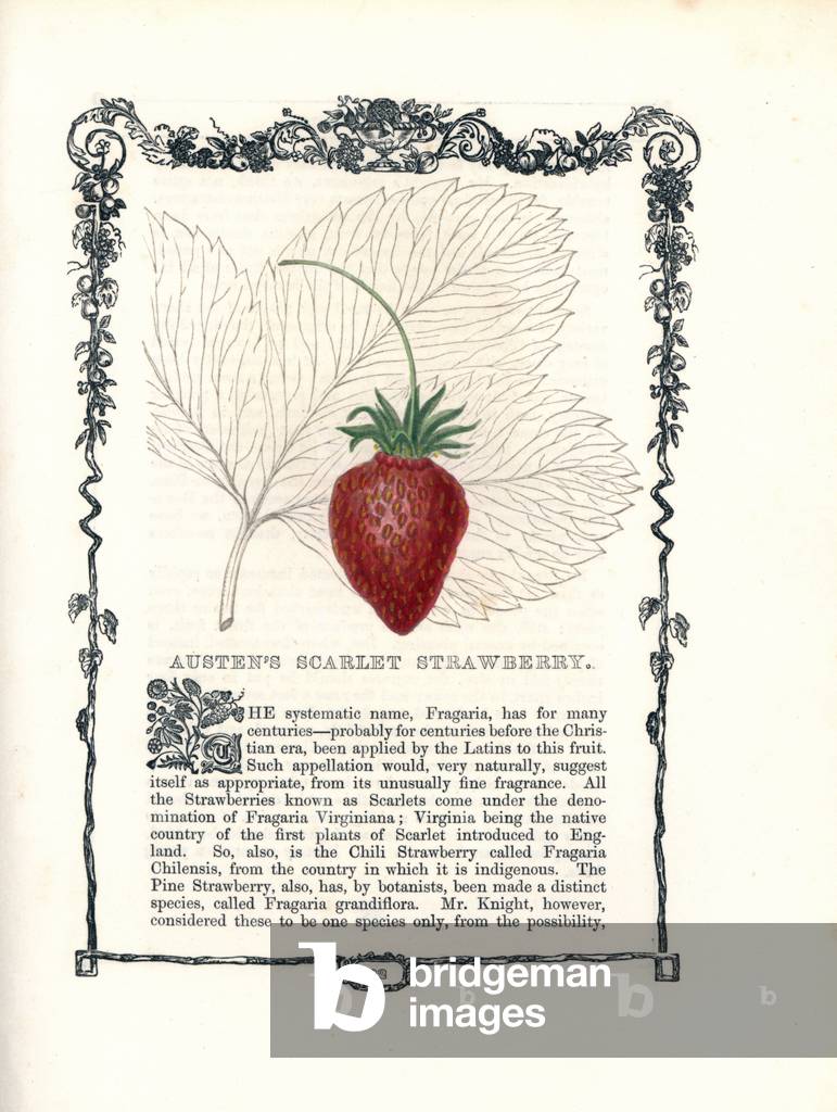 Strawberry Austen Scarlate. Lithograph by Benjamin Maund (1790-1863) published in The Fruitist, London, England, 1850. Austen's Scarlet strawberry, Fragaria virginiana, within a Della Robbia ornamental frame with text below. Handcoloured glyphograph from Benjamin Maund's “” The Fruitist,”” London, 1850, Groombridge and Sons.
