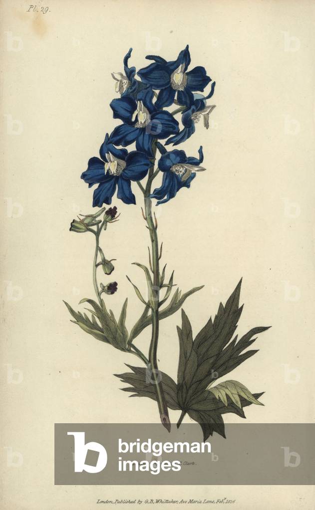 White-eyed larkspur; Delphinium mesoleuum. Handcoloured botanical illustration drawn and engraved by William Clark from Richard Morris's “Flora Conspicua” London, Longman, Rees, 1826. William Clark was former draughtsman to the London Horticultural Society and illustrated many botanical books in the 1820s and 1830s.