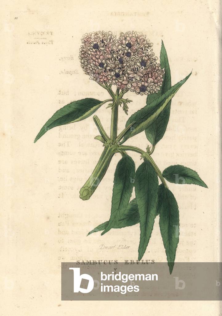 Dwarf elder, Sambucus ebulus. Handcoloured copperplate engraving after an illustration by Richard Duppa from his The Clours and Orders of the Linnaean System of Botany, Longman, Hurst, London, 1816.