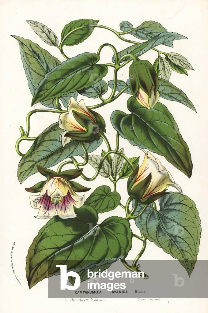 Dangshen, Codonopsis javanica (Campanumoea javanica). Used in traditional Chinese herbal medicine. Handcoloured lithograph from Louis van Houtte and Charles Lemaire's Flowers of the Gardens and Hothouses of Europe, Flore des Serres et des Jardins de l'Europe, Ghent, Belgium, 1857.