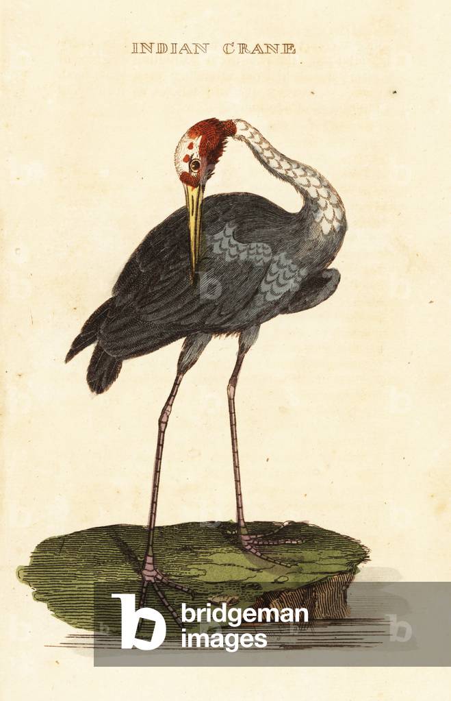 Sarus crane, Antigone antigone