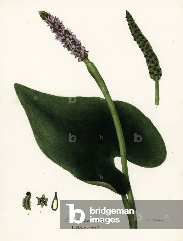 Pickerel weed, Pontederia cordata