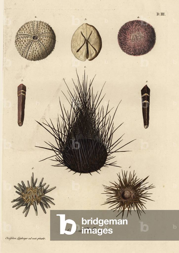 Sea urchins: diadema urchin, Echinothrix diadema 1,2, Metalia spatagus, Echinus spatagus 3, pencil urchin, Cidaris species 5, edible sea urchin, Echinus esculentus 6, and large sea urchin 8. Handcoloured copperplate engraving after an illustration by Christian Leinberger from Georg Wolfgang Knorr's Deliciae Naturae Selectae of Kabinet van Zeldzaamheden der Natuur, Blusse and Son, Nuremberg, 1771. Specimens from a Wunderkammer or Cabinet of Curiosities of P.L. Muller.
