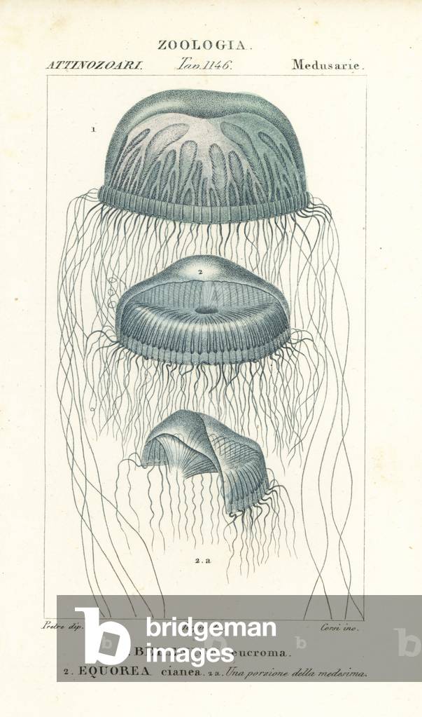 Naked-eye medusa jellyfish, Berenix euchroma 1 and crystal jelly, Aequorea cyanea 2