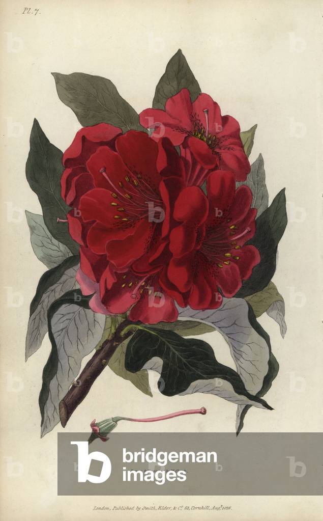 Indian tree rosebay, Rhododendron arboreum. Handcoloured botanical illustration drawn and engraved by William Clark from Richard Morris's “Flora Conspicua” London, Longman, Rees, 1826. William Clark was former draughtsman to the London Horticultural Society and illustrated many botanical books in the 1820s and 1830s.