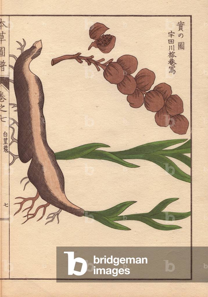 Root and seeds of cardamom, Elettaria cardamomum Maton. (Byakuzuku)