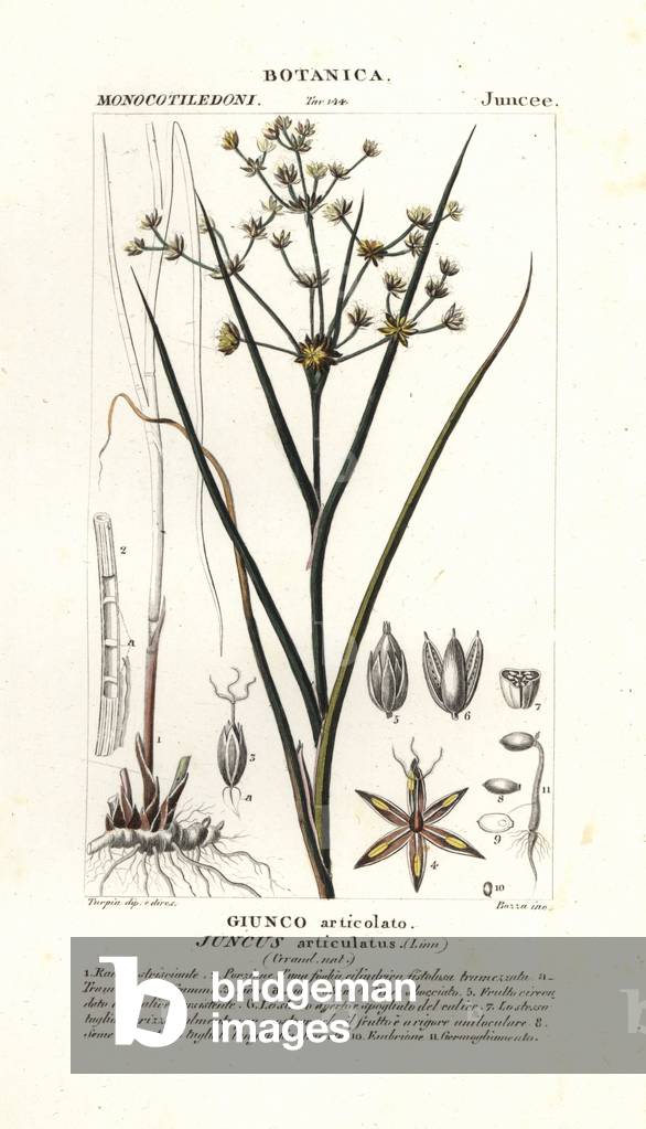 Jointed rush, Juncus articulatus