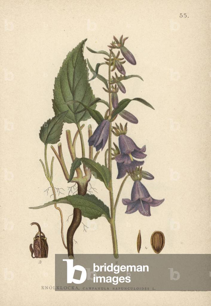 Rampion bellflower, Campanula rapunculoides