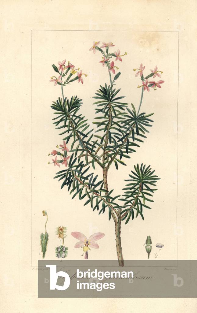 Bushy triggerplant, Stylidium glandulosum, native to Australia. Handcoloured stipple engraving on copper by Barrois from a botanical illustration by Pancrace Bessa from Mordant de Launay's “Herbier General de l'Amateur,” Audot, Paris, 1820. The Herbier was published from 1810 to 1827 and edited by Mordant de Launay and Loiseleur-Deslongchamps. Bessa (1772-1830s), along with Redoute and Turpin, is considered one of the greatest English botanical artists of the 19th century.