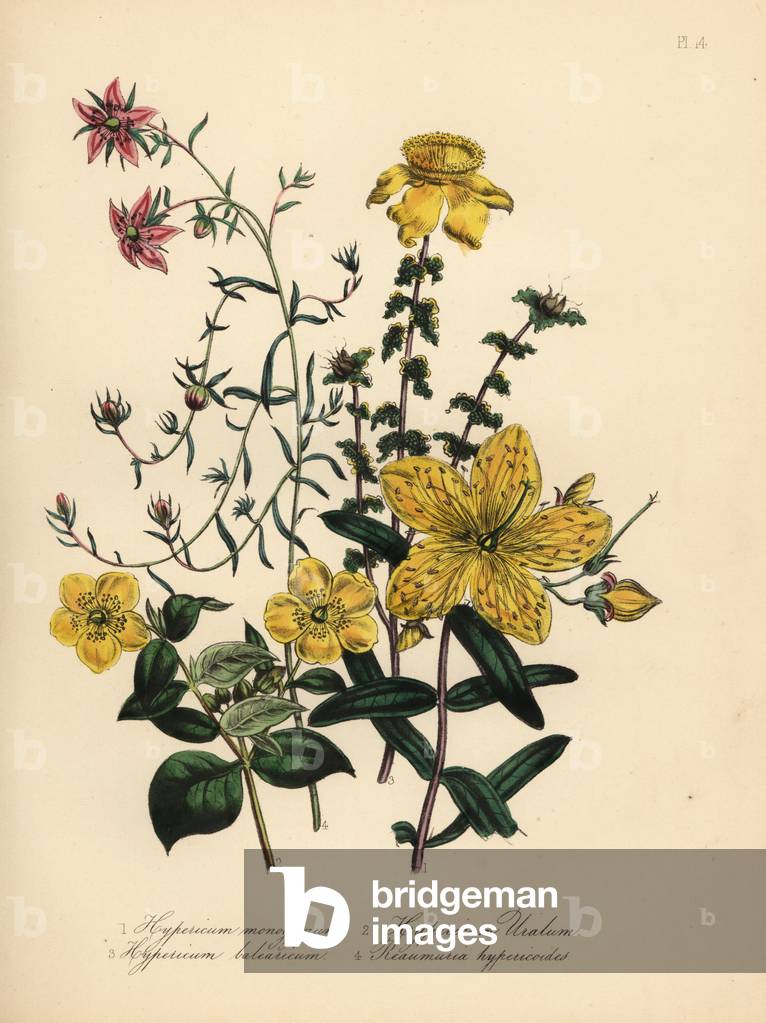 Chinese St. John's wort, Hypericum monogynum, Nepal St. John's wort, Hypericum uralum, Majorca St. John's wort, Hypericum baleericum, and Hypericum-like reaumuria, Reaumuria alternifolia Reaumuria hypericoides. Handfinished chromolithograph by Noel Humphreys after an illustration by Jane Loudon from Mrs. Jane Loudon's Ladies Flower Garden or Ornamental Greenhouse Plants, William S. Orr, London, 1849.