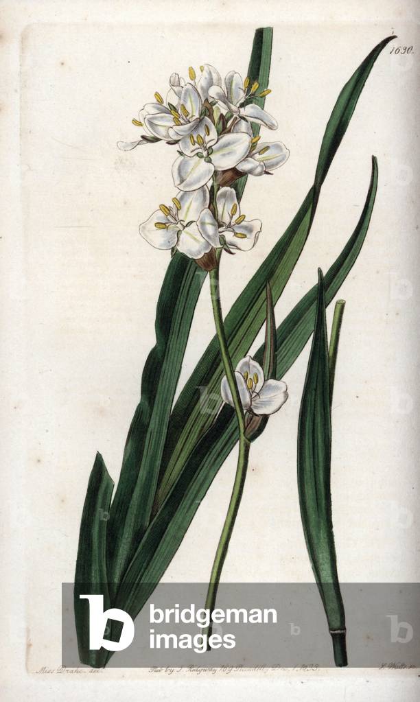 Libertia, endemic to Chile - Engraved by S.Watts, from an illustration by Sarah Anne Drake (1803-1857), from the Botanical Register of Sydenham Edwards (1768-1819), England, 1833 - Snowy mermaid, Libertia chilensis (Handsome libertia, Libertia formosa) - Engraving by S. Watts after an illustration by Miss Drake from Sydenham Wards' “” The Botanical Register,” London, Ridgway, 1833