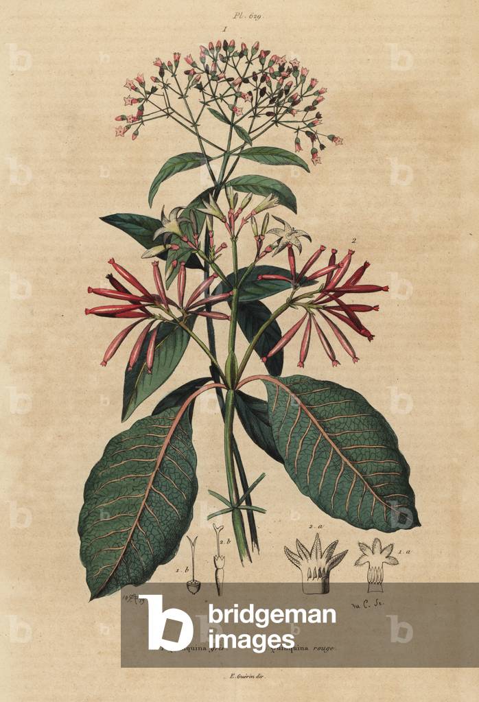 Quinine, Cinchona officinalis 1 and Ladenbergia oblongifolia, vulnerable, 2