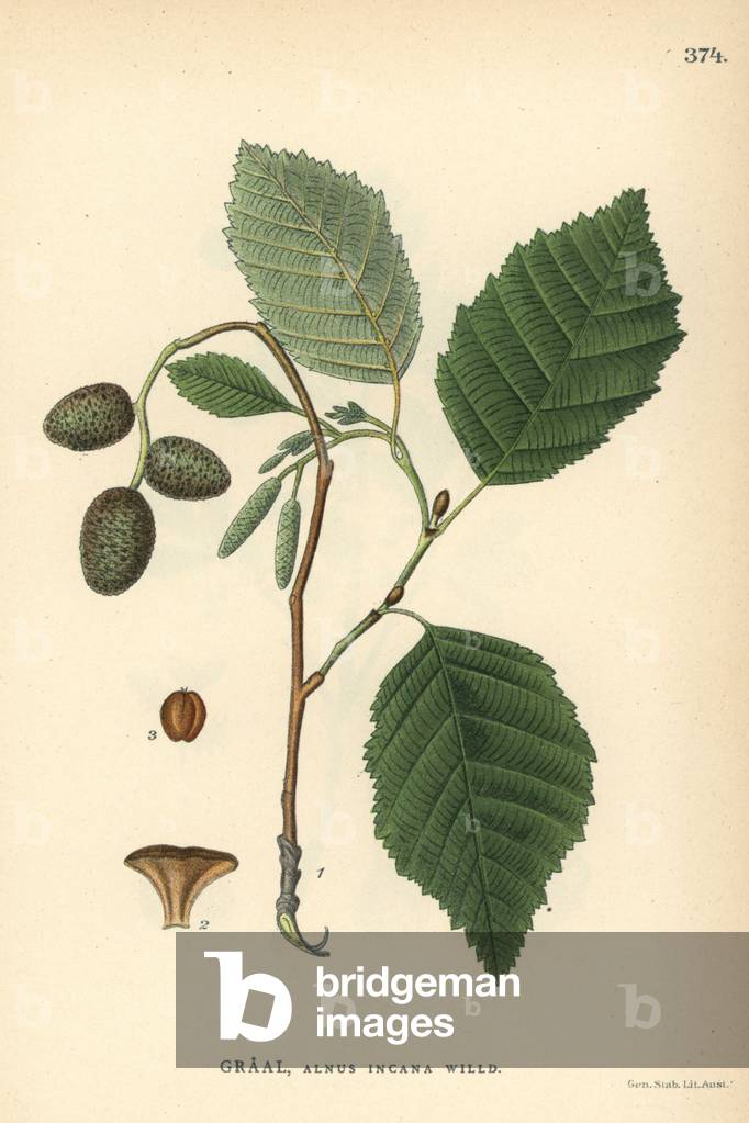 Grey or speckled alder, Alnus incana