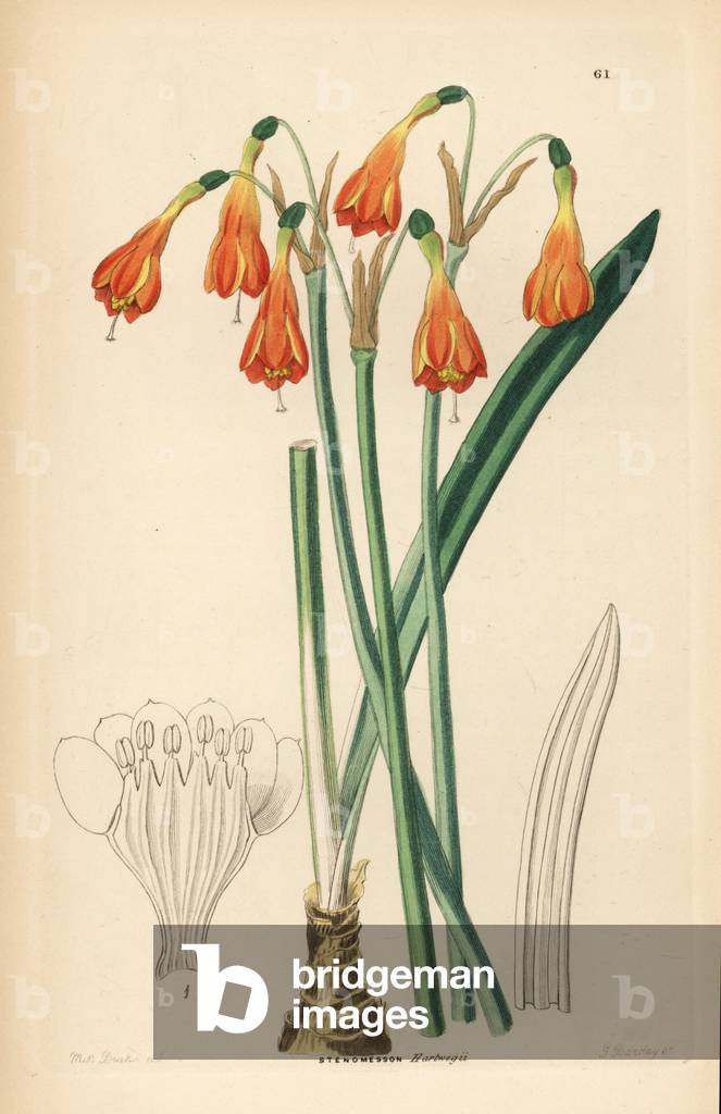 Stenomesson aurantiacum (Mr. Hartweg's stenomesson, Stenomesson hartwegii). Handcoloured copperplate engraving by G. Barclay after Miss Sarah Drake from John Lindley and Robert Sweet's Ornamental Flower Garden and Shrubbery, G. Willis, London, 1854.