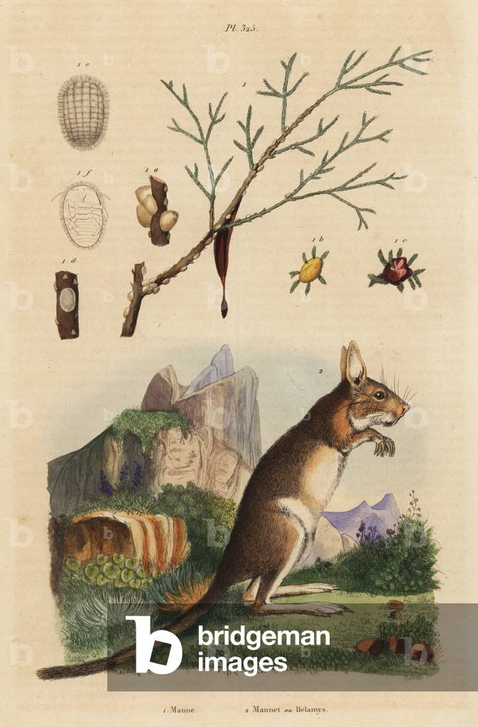 Cape hare, Lepus capensis 2, and manna ash, Fraxinus ornus 1