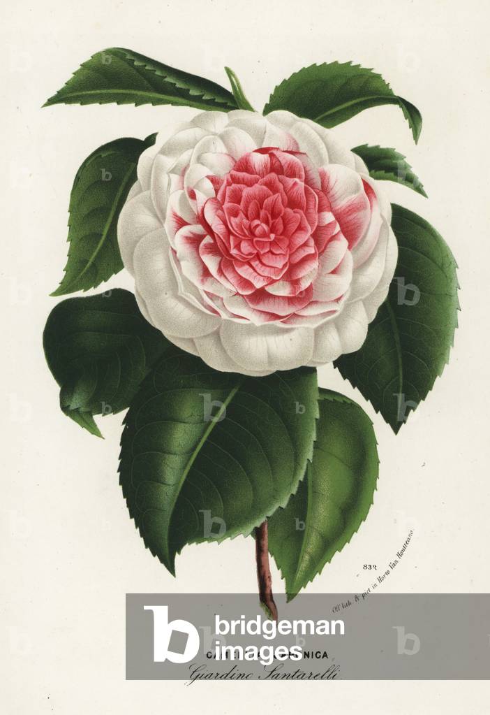 Japanese camellia cultivar, Giardino Santarelli, Camellia japonica. Handcoloured lithograph from Louis van Houtte and Charles Lemaire's Flowers of the Gardens and Hothouses of Europe, Flore des Serres et des Jardins de l'Europe, Ghent, Belgium, 1874.