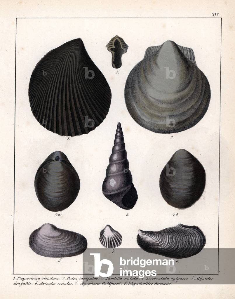Fossils of molluscs (small species): Plagiostoma striatum, Pecten lavigatus, Turitella scalata, Terebratala vulgaris, Myacites elongatus, Avicula socialis, Myophora Goldfussi, Phyncholites hirundo. Lithographie in Petrefactenbuch (Book of Petrification) by Dr. F.A.Schmidt, published in Stuttgart (Germany) in 1855 by Verlag von Krais and Hoffmann.