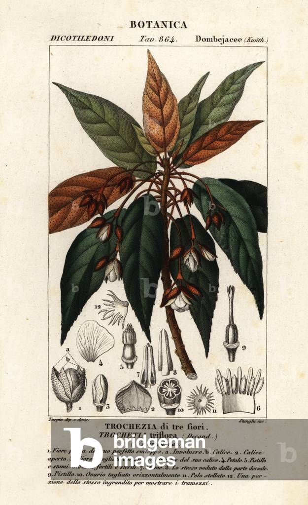 Trochetia triflora