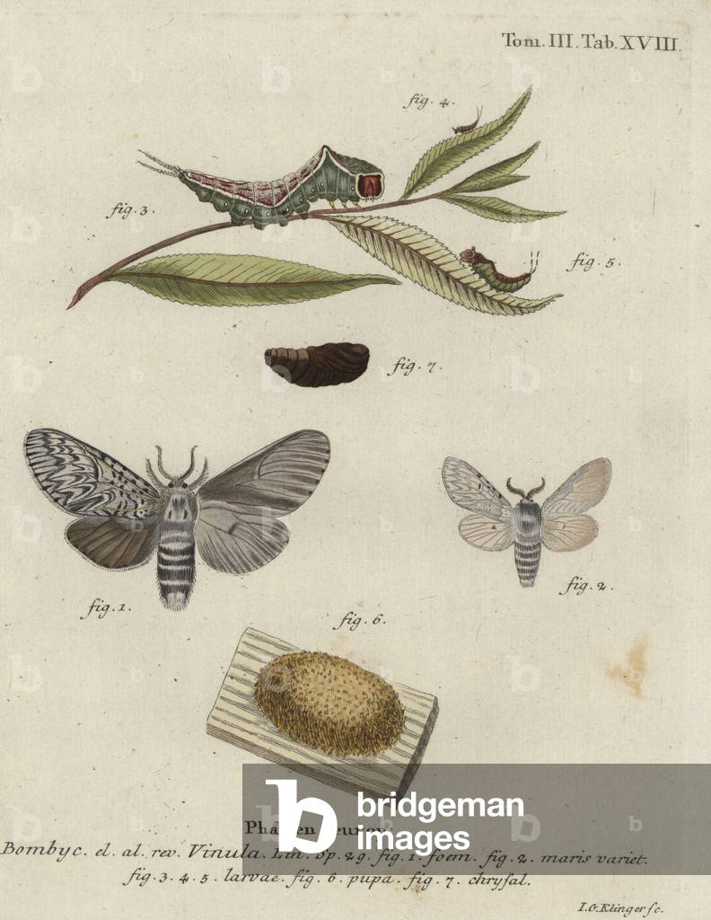 Puss moth, Cerura vinula.
