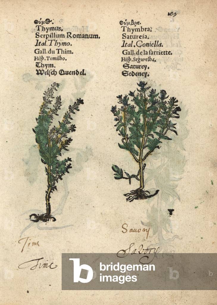 Common thyme, Thymus vulgaris, and summer savory. Handcoloured woodblock engraving of a botanical illustration from Adam Lonicer's Krauterbuch, or Herbal, Frankfurt, 1557. This from a 17th century pirate edition or atlas of illustrations only, with captions in Latin, Greek, French, Italian, German, and in English manuscript.