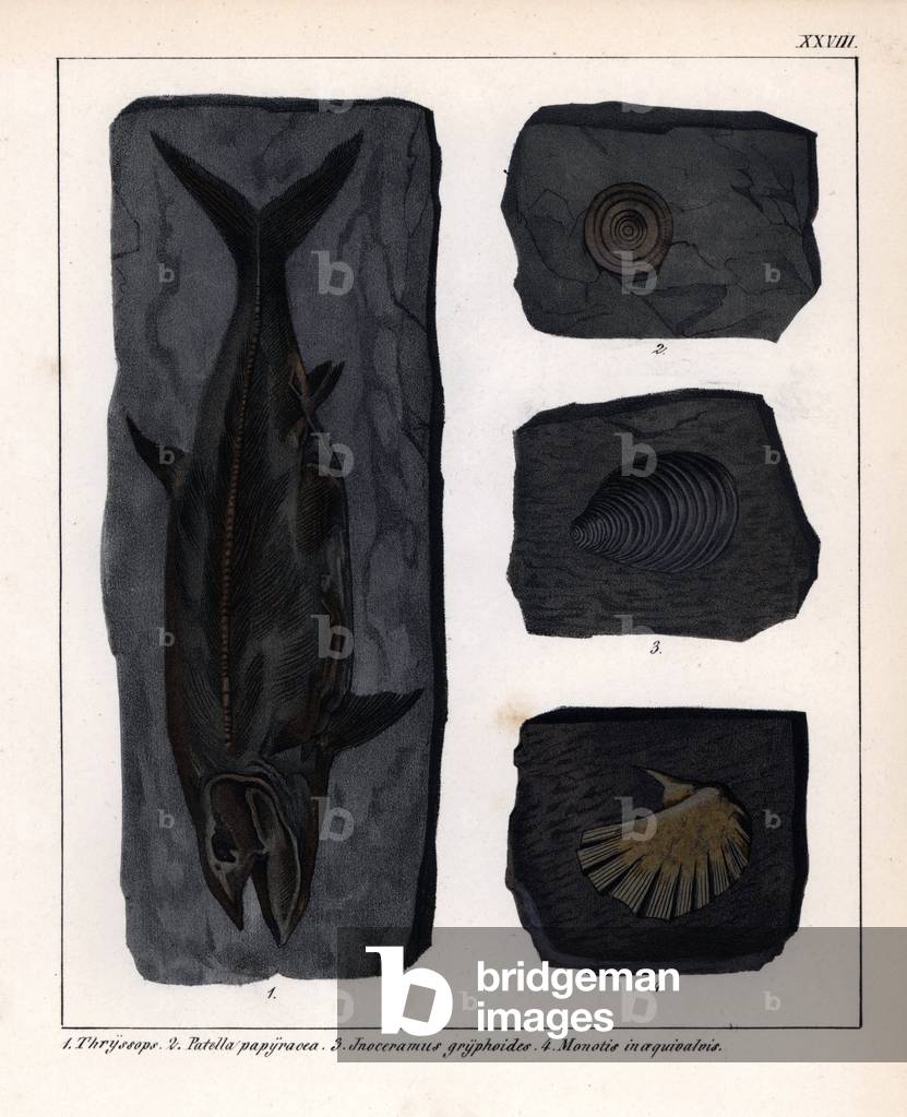 Fossil of extinct fish: Thryssops, and shells Patella papyracea, Inoceramus gryphoides and Monotis inaequivalvis. Lithographie in Petrefactenbuch (Book of Petrification) by Dr. F.A.Schmidt, published in Stuttgart (Germany) in 1855 by Verlag von Krais and Hoffmann.