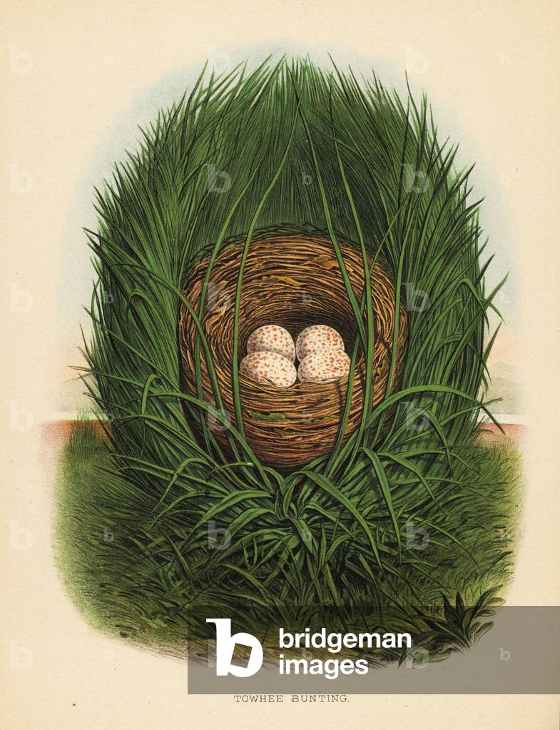 Eastern towhee, Pipilo erythrophthalmus.