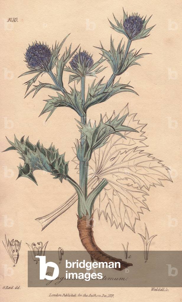 Sea Panicaut (Eryngium maritimum) - Drinking water by William Clarke to illustrate “” Medical Botanical, Description of the Medicinal Plants of London, Edinburgh and Dublin” by John Stephenson and James Morss Churchill, published in London by John Churchill in 1831