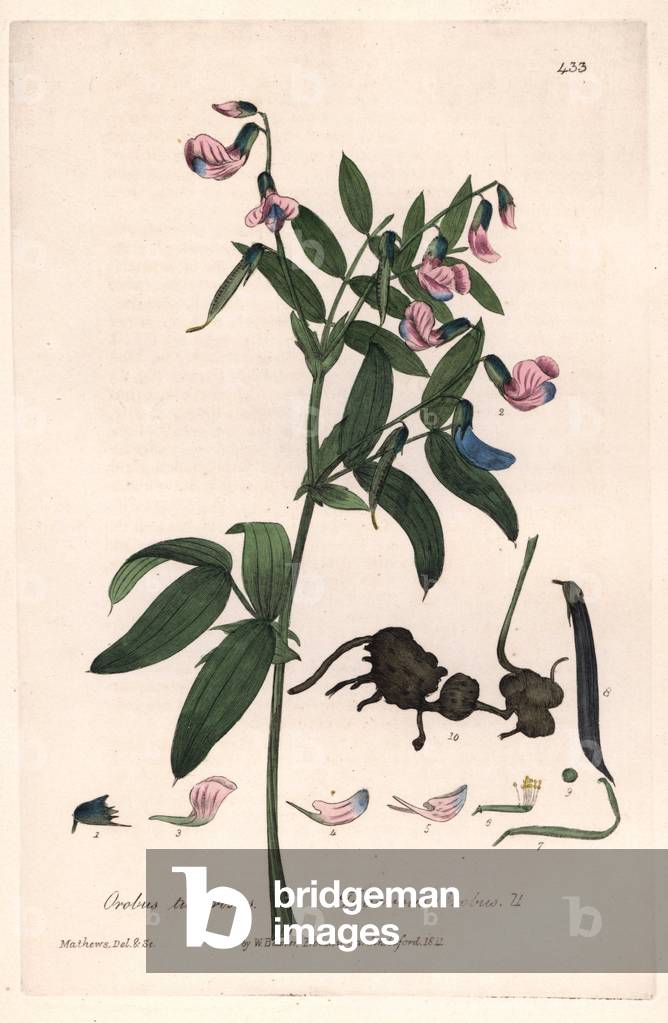 Lathyrus linifolius - Botanical Plate by Isaac Russell, engraved by Charles Matthews, from “English Botanical Phenomenes” by William Baxter (1788-1871), 1837