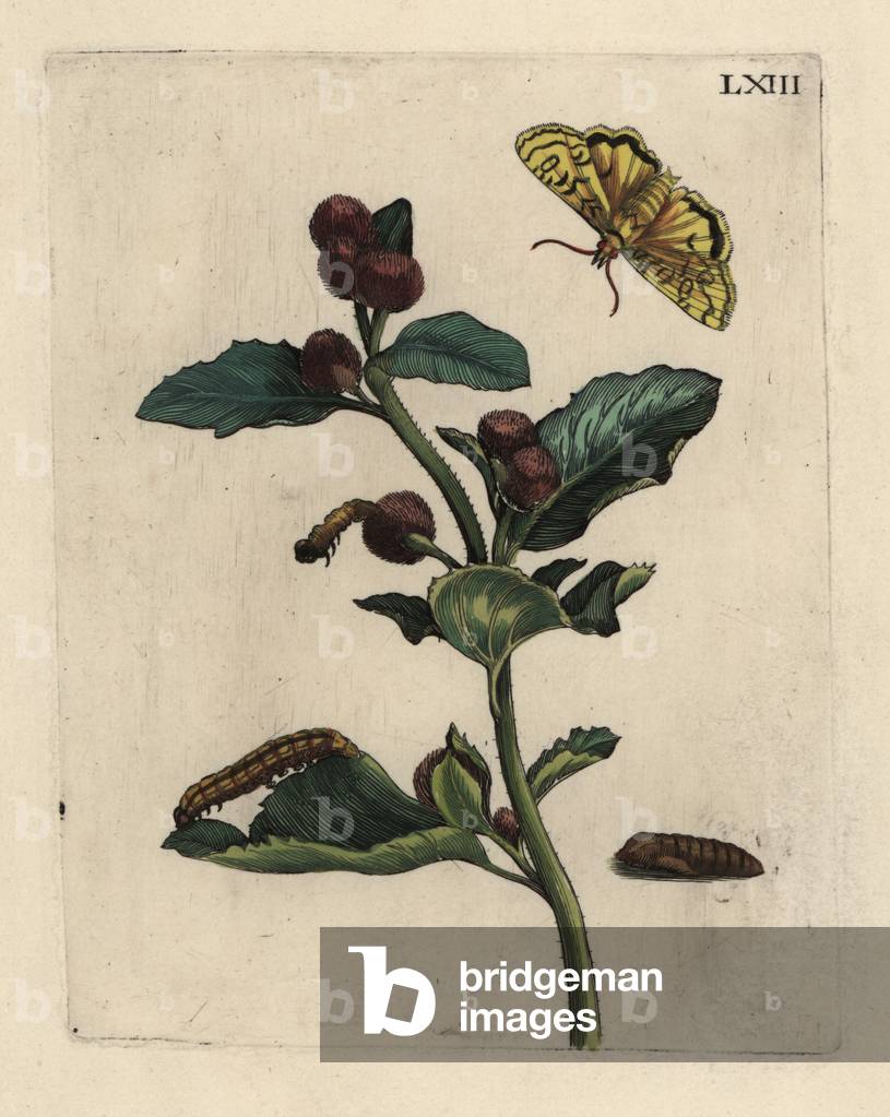 Greater burdock, Arctium lappa plant, with moth, caterpillar and pupa LXIII