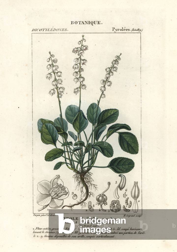 Round-leaved wintergreen, Pyrola rotundifolia