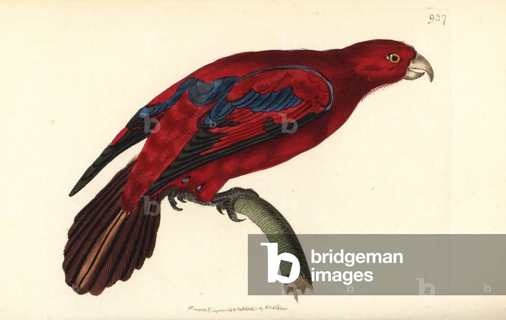 Red lory, Eos rubra (Blue tipped lory, Psittacus caeruleatus). Illustration drawn and engraved by Richard Polydore Nodder. Handcoloured copperplate engraving from George Shaw and Frederick Nodder's “” The Naturalist's Miscellany,”” London, 1810.