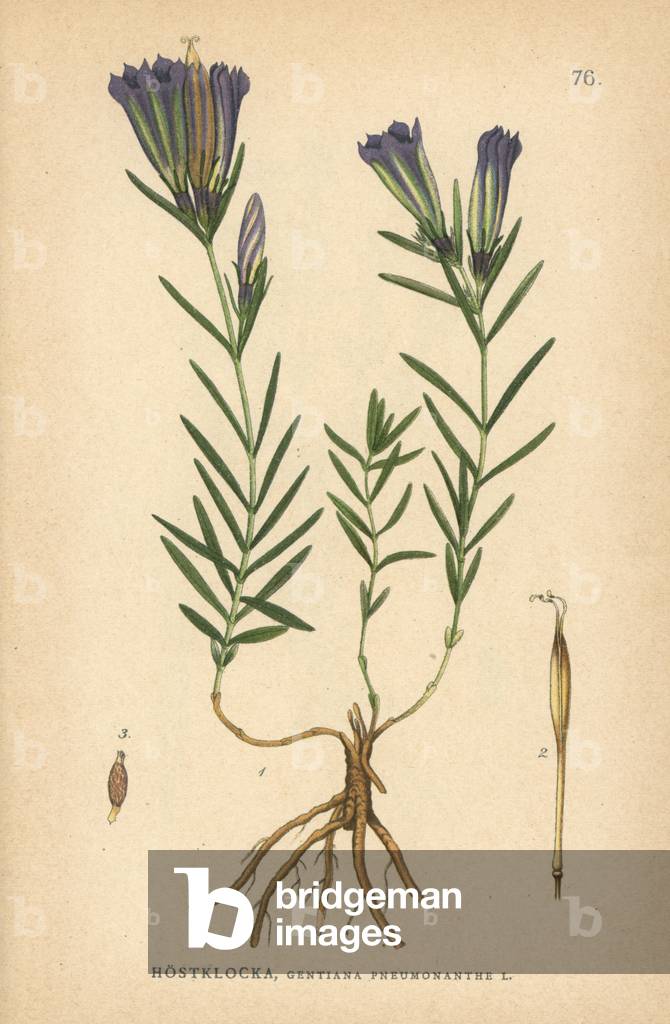 Marsh gentian, Gentiana pneumonanthe