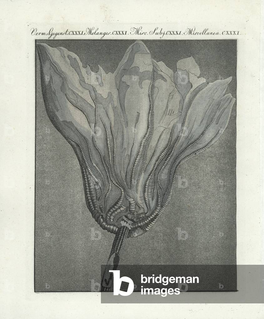 Marine fossil animals, Pentacrinites (pentacrin fossil). Originally called medusa palm, Helmintholithus portentosus. Extinct genus of crinoid from the mid Triassic. Handcoloured copperplate engraving from Bertuch's “” Bilderbuch fur Kinder”” (Picture Book for Children), Weimar, 1807. Friedrich Johann Bertuch (1747-1822) was a German publisher and man of arts most famous for his 12-volume encyclopedia for children illustrated with 1,200 engraved plates on natural history, science, costume, mythology, etc., published from 1790-1830.