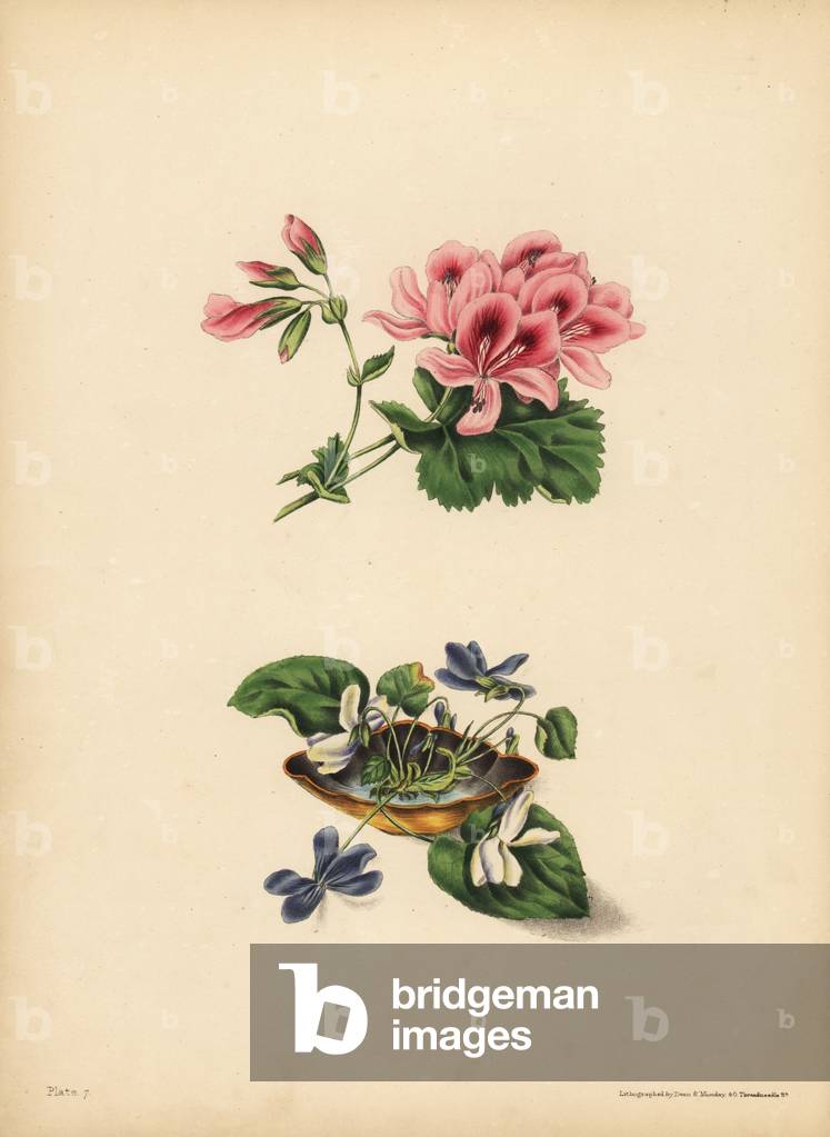 Smith's Geranium, Preference; The sweet purple and white flowered Violets, Purity of sentiment, candour, modesty & innocence