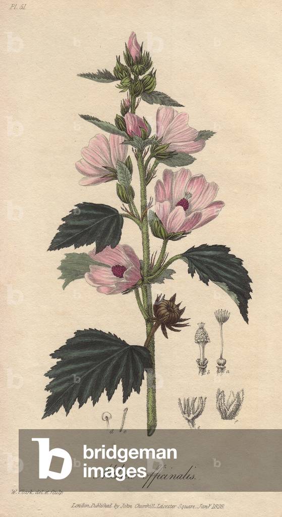 Marshmallow (Althaea officinalis) -Strong water by William Clarke to illustrate “” Medical Botanical, Description of the Medicinal Plants of London, Edinburgh and Dublin” by John Stephenson and James Morss Churchill, published in London by John Churchill in 1831
