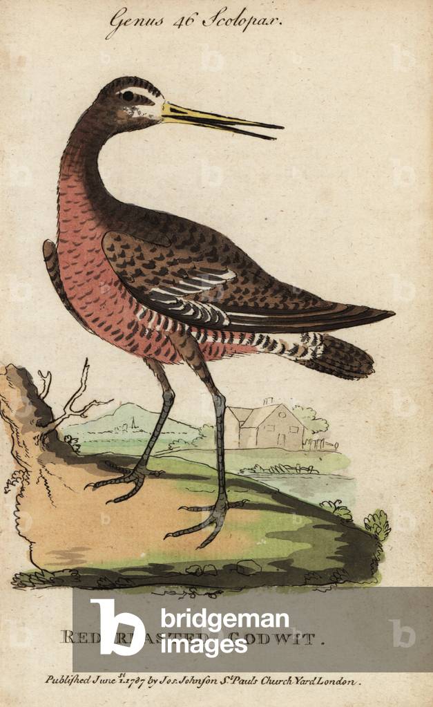 Black-tailed godwit or red-breasted godwit, Limosa limosa